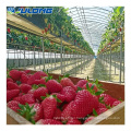 Strawberries hydroponic growing system glass greenhouse